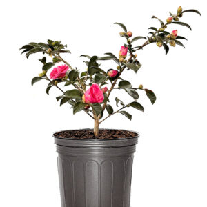 Shishi Camellia (Camellia shishigashira)