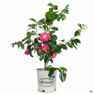 Chandleri Elegans (Camellia japonica 'Chandleri Elegans')