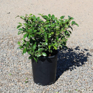 Chansonette (Camellia japonica)