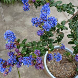 Dark Star California Lilac (Ceanothus 'Dark Star')