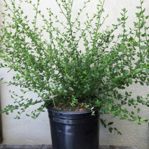 Snow Flurry California Lilac (Ceanothus 'Snow Flurry')