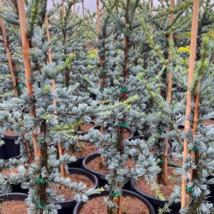 Blue Atlas Cedar (Cedrus atlantica glauca)