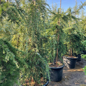 Weeping Cedar of Lebanon (Cedrus libani pendula)