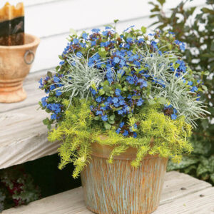 Blue Leadwort (Plumbago)