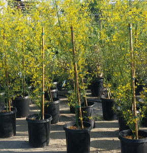 Desert Museum Palo Verde (Parkinsonia 'Desert Museum')