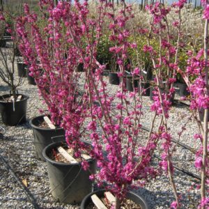 Eastern Redbud Avondale (Cercis canadensis 'Avondale')