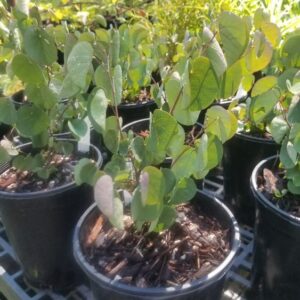 Western Redbud (Cercis occidentalis)