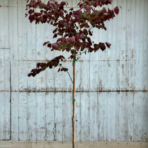 Eastern Redbud (Cercis canadensis 'Forest Pansy')