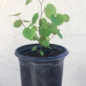 Western Redbud (Cercis occidentalis)