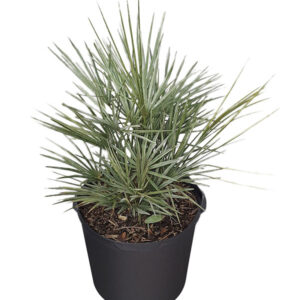 Mediterranean fan palm (Chamaerops humilis)