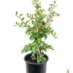 Sweet Cherry (Prunus avium)