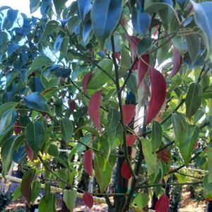 camphor tree (CINNAMOMUM CAMPHORA)