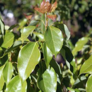camphor tree (Cinnamomum camphora)
