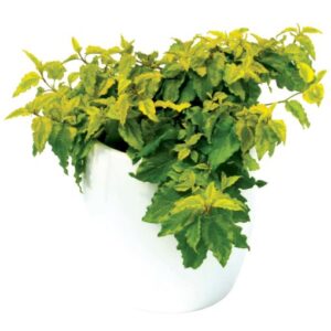 Mickie (Cistus hybridus)