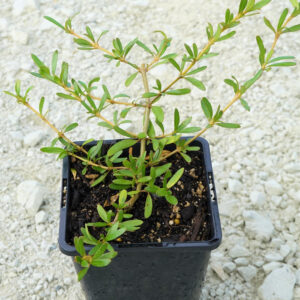 kaikomako (Comprosma korkii)