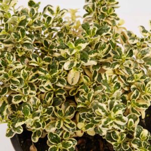 Marble Queen (Coprosma repens)