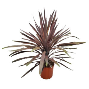 Red Sensation (Cordyline fruticosa)