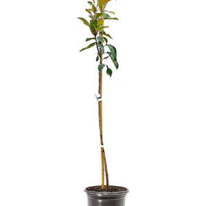 Prairifire Crabapple (Malus 'Prairifire')