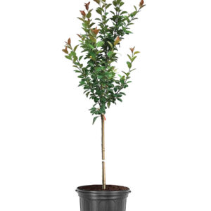 Robinson Crabapple (Malus robinson)