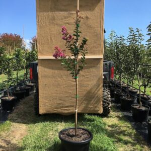 Zuni crepe myrtle (LAGERSTROEMIA ZUNI)