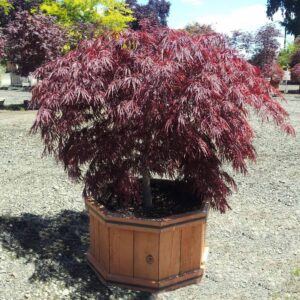 Crimson Queen (Acer palmatum)