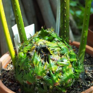 Sago Palm (Cycas revoluta)