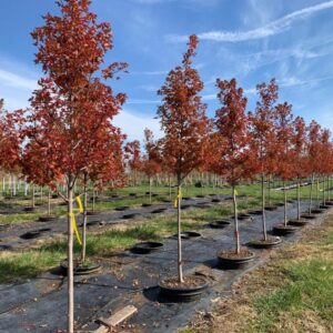 Frank's Jr. Red Point (Acer rubrum)