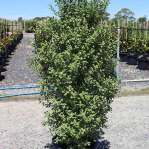 Kohuhu (PITTOSPORUM TENUIFOLIUM)