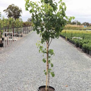 Trinity pear (Pyrus calleryana 'Trinity')