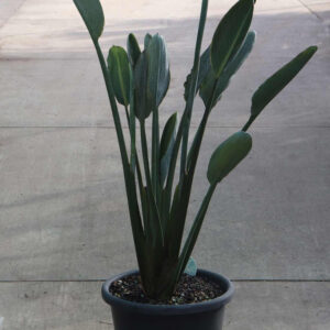 Bird of Paradise (Strelitzia reginae)