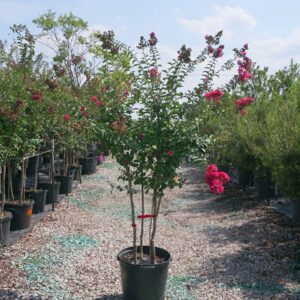 Tuscarora crape myrtle (Lagerstroemia indica 'Tuscarora')
