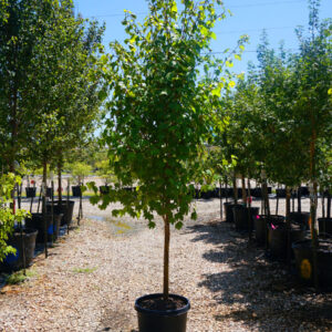 Red Maple (Acer rubrum 'Autumn Blaze')