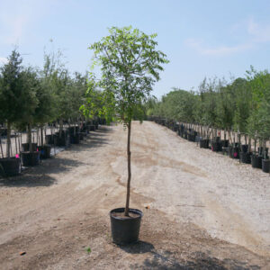 Chinese pistache (Pistacia chinensis)