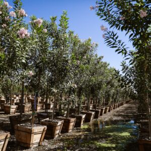 Pink Dawn Tree (Chitalpa)