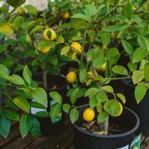 Bearss lime (Citrus latifolia)