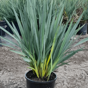 Blue Flax Lily (Dianella tasmanica)