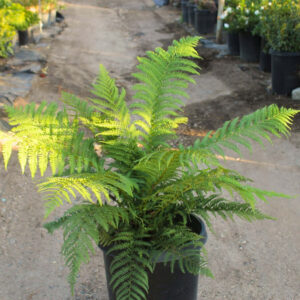 man fern (Dicksonia antarctica)