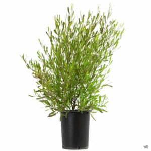 Hopseed (Dodonaea viscosa)