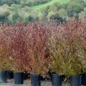 Hopseed (Dodonaea viscosa)