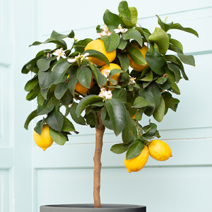 Meyer lemon (Citrus ï¿½ meyeri)