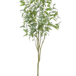 Blue Gum (Eucalyptus globulus)