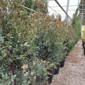 compact brush cherry (Eugenia myrtifolia compacta)