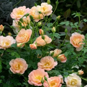 Oso Easy Peachy Cream Rose (Rosa 'Oso Easy Peachy Cream')