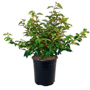 silverberry (oleaster)