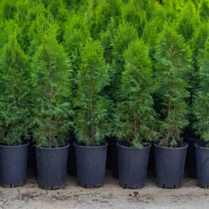 Emerald Green Arborvitae (Thuja occidentalis)