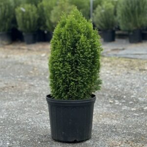 Emerald Green Arborvitae (Thuja occidentalis 'Smaragd')