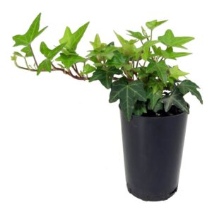 Hahn's Ivy (Hedera helix 'Hahn's')