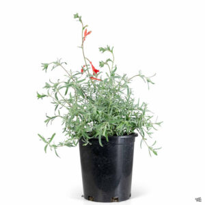 California fuchsia (Zauschneria californica)