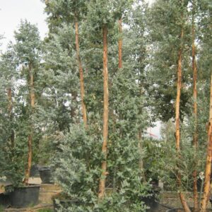 Blue Gum (Eucalyptus globulus compacta)