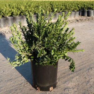 Japanese euonymus (Euonymus japonicus microphyllus)